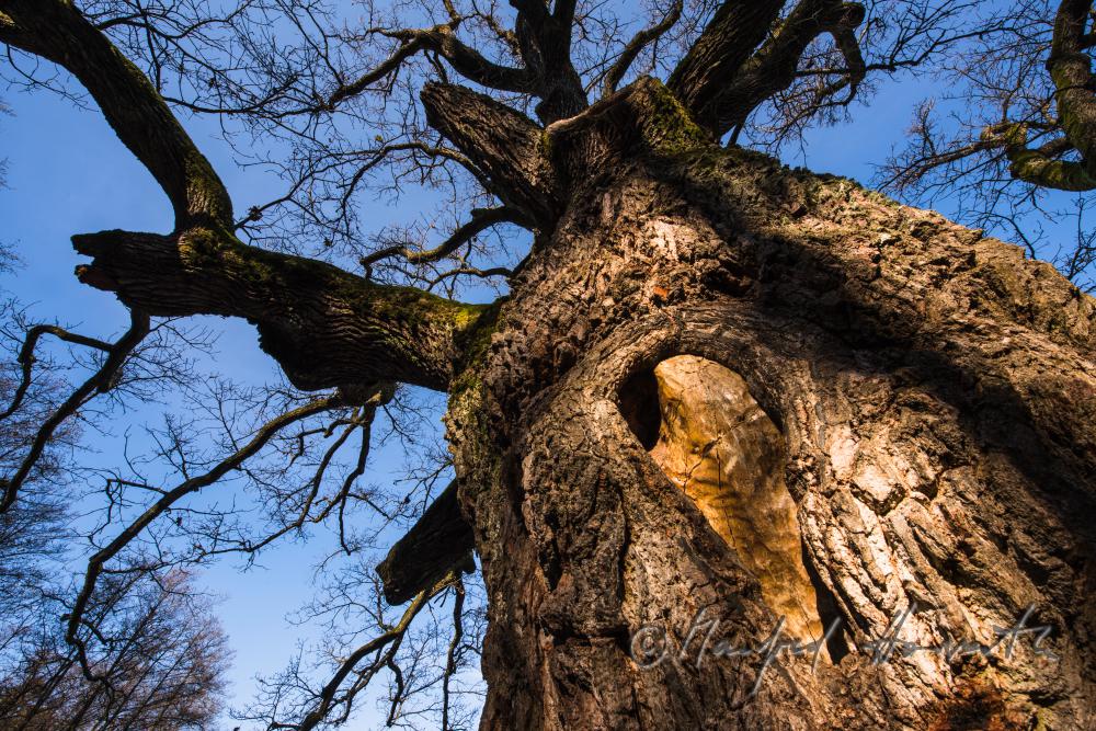 1000-year old oak tree