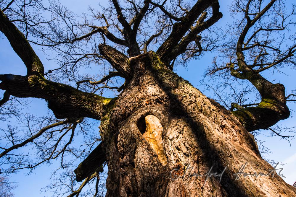 1000-year old oak tree