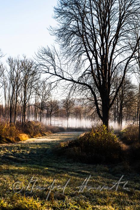 morning mist over the flood plains of the Rver Traisen