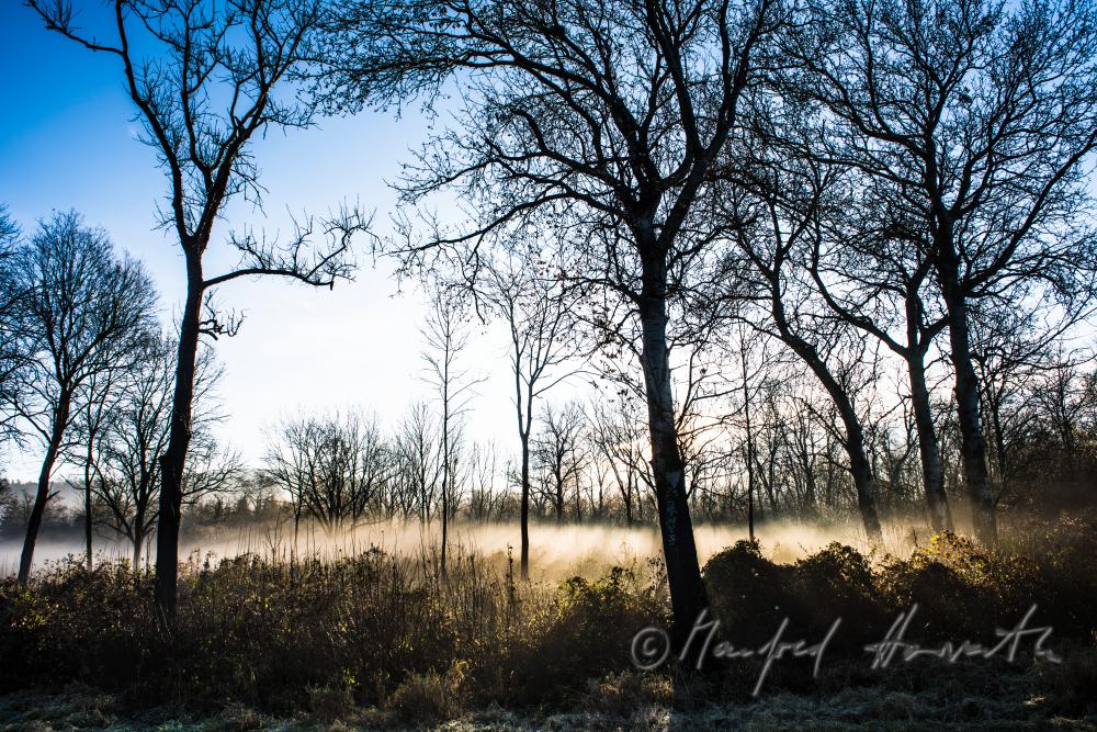 morning mist over the flood plains of the Rver Traisen