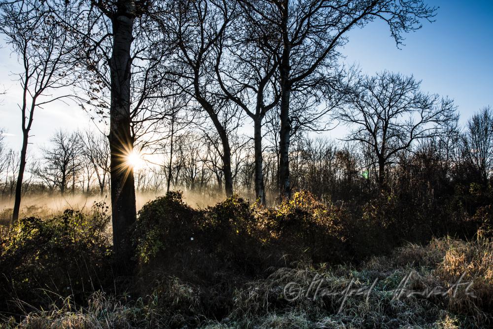 morning mist over the flood plains of the Rver Traisen