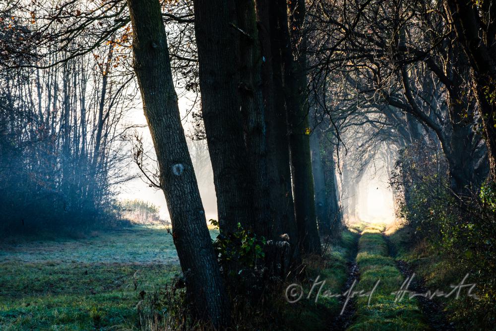 morning mist over the flood plains of the Rver Traisen