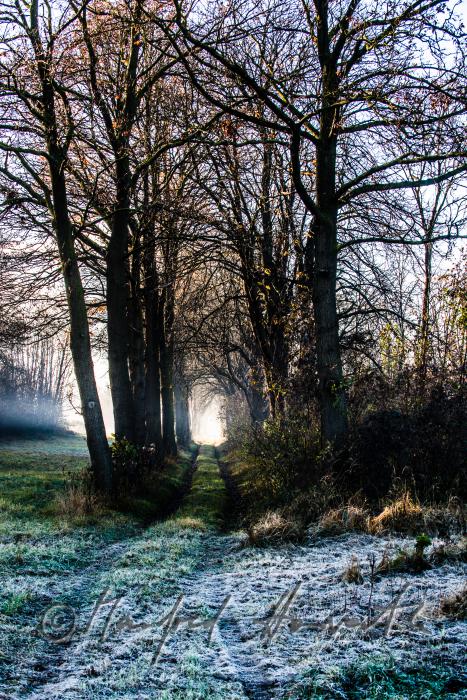 morning mist over the flood plains of the Rver Traisen