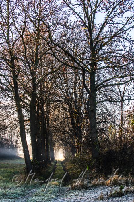 morning mist over the flood plains of the Rver Traisen