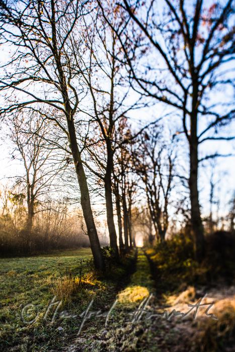 morning mist over the flood plains of the Rver Traisen