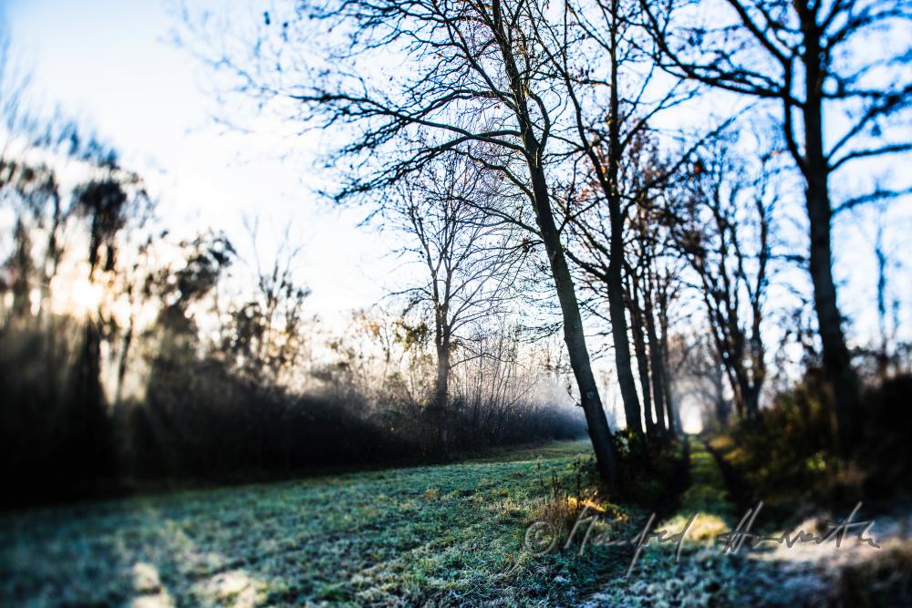 morning mist over the flood plains of the Rver Traisen