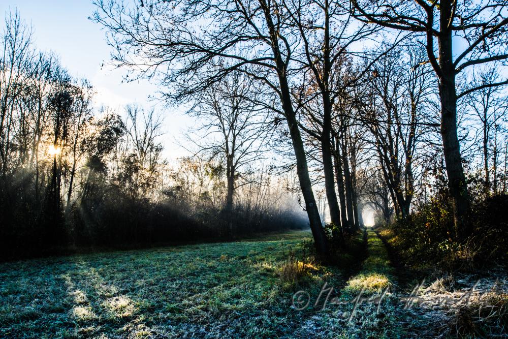 morning mist over the flood plains of the Rver Traisen