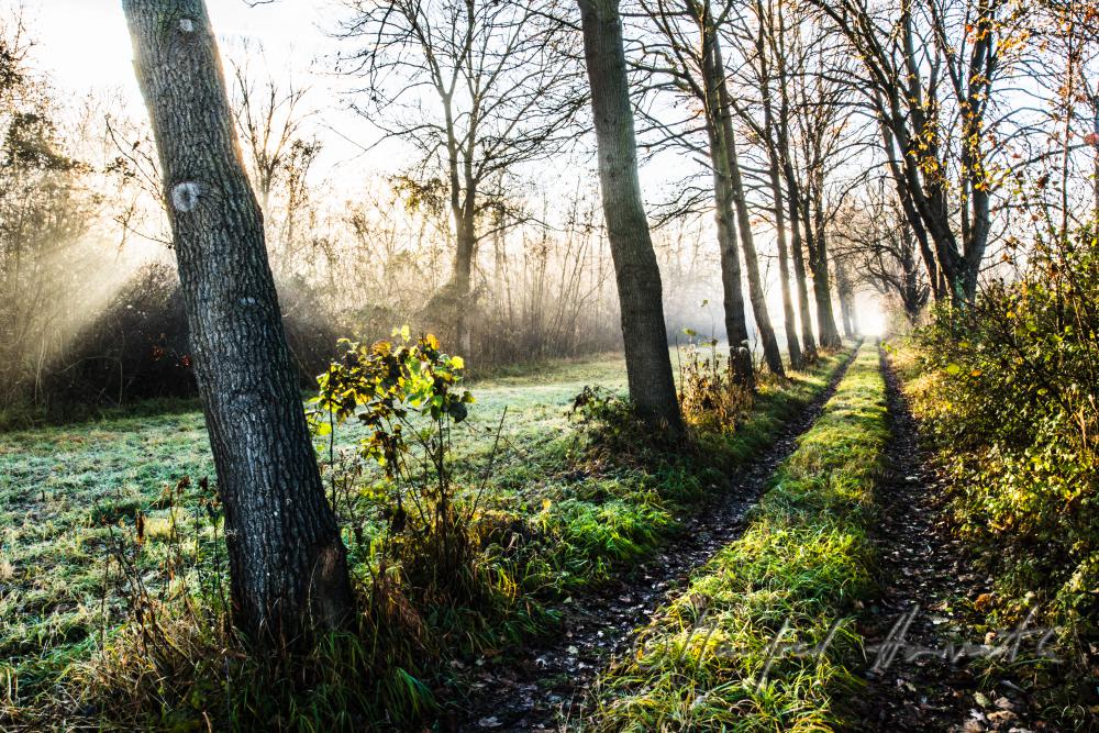 morning mist over the flood plains of the Rver Traisen