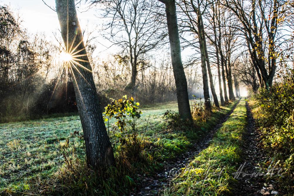 morning mist over the flood plains of the Rver Traisen