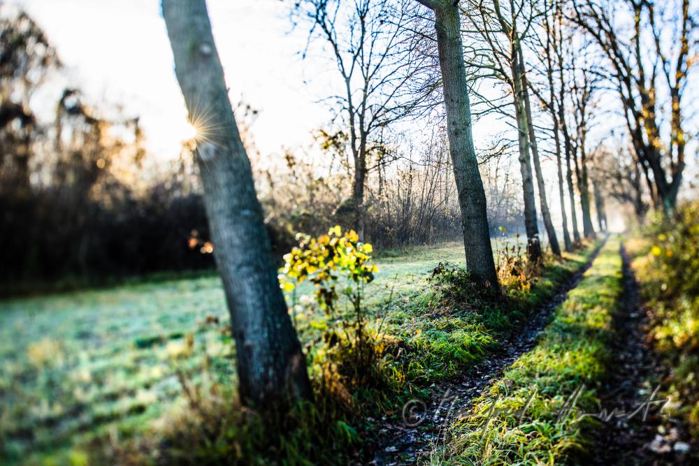 morning mist over the flood plains of the Rver Traisen