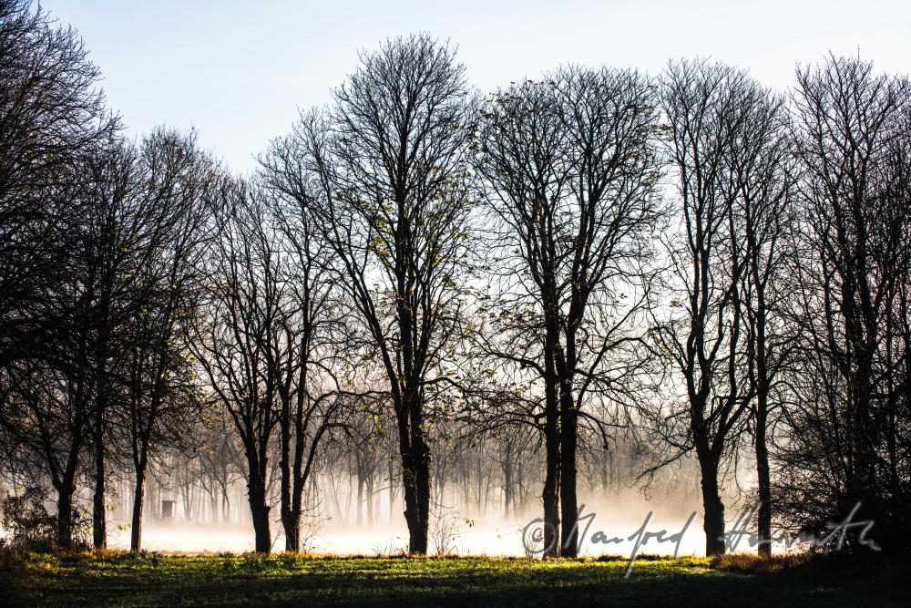 morning mist over the flood plains of the Rver Traisen