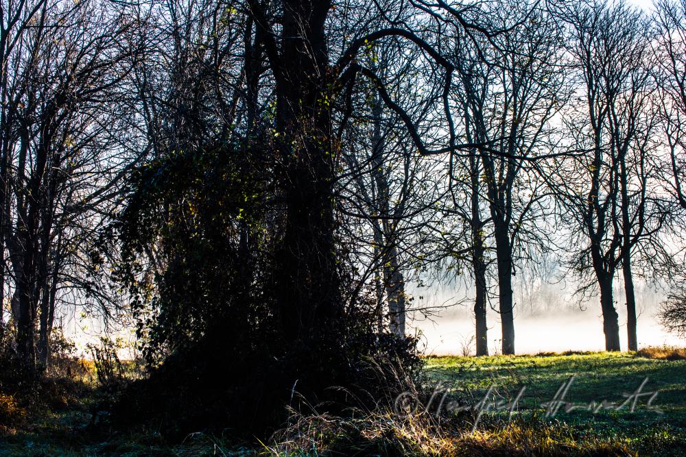 morning mist over the flood plains of the Rver Traisen