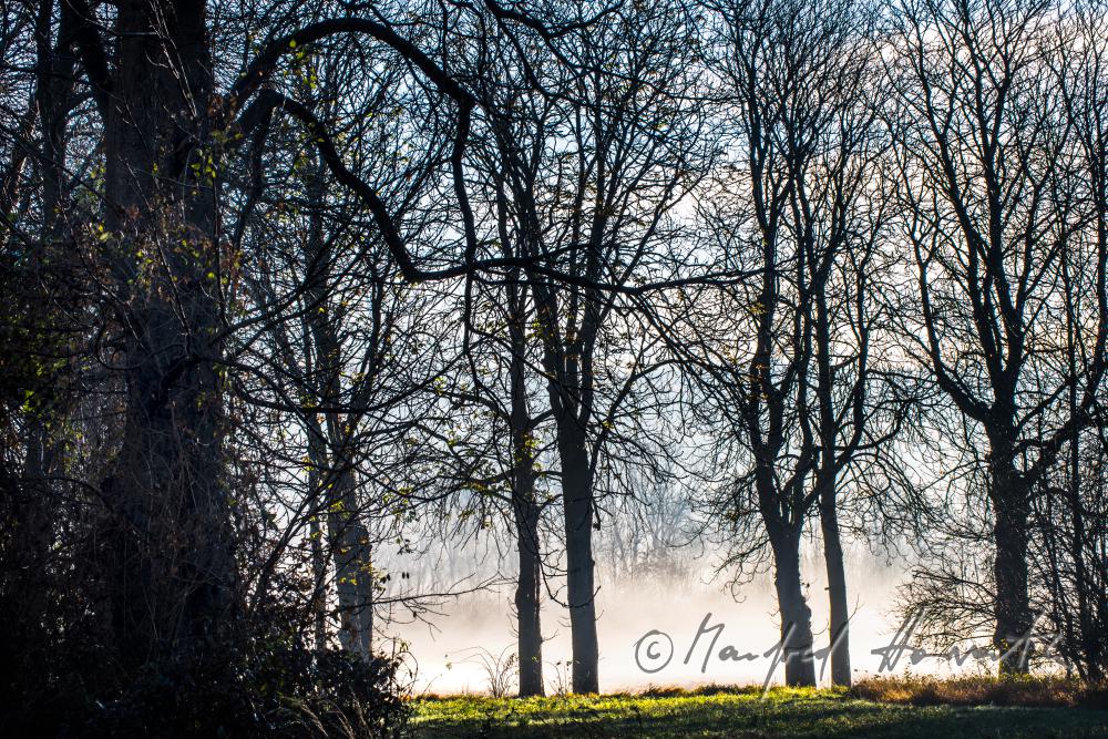 morning mist over the flood plains of the Rver Traisen