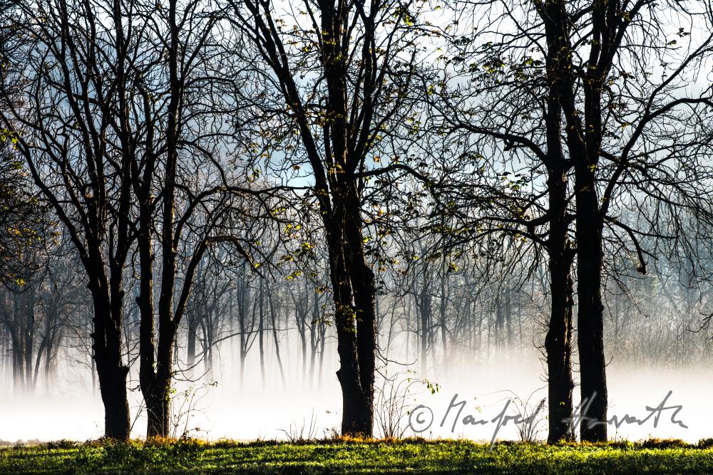 morning mist over the flood plains of the Rver Traisen