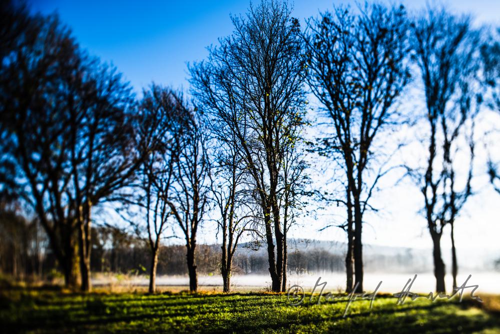 morning mist over the flood plains of the Rver Traisen