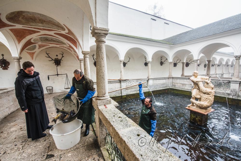 Black Monk and fisherman in the fish tank