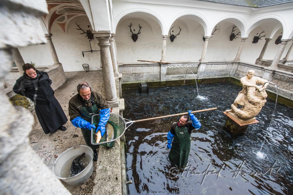 Black Monk and fisherman in the fish tank
