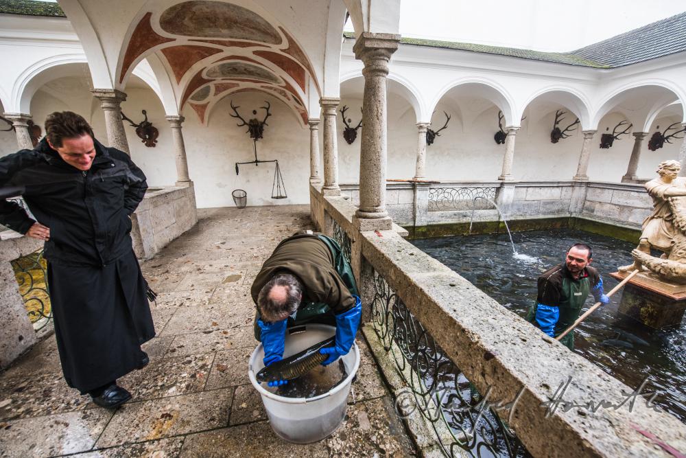 Black Monk and fisherman in the fish tank