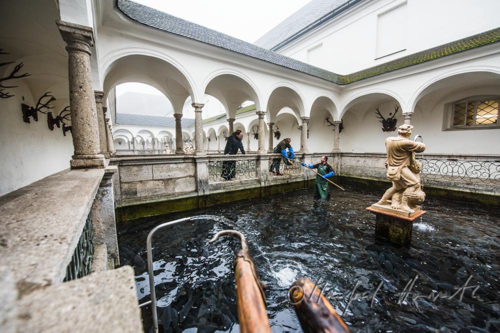 Black Monk and fisherman in the fish tank