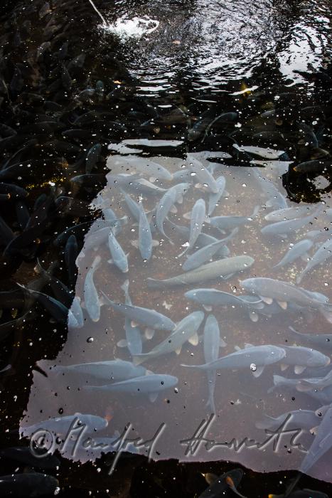 carps in the water basin of the baroque fish tank