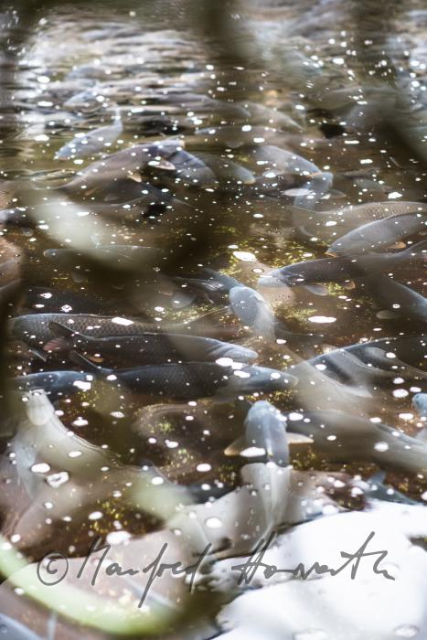 carps in the water basin of the baroque fish tank