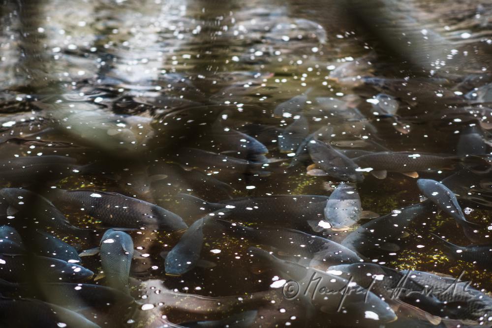 carps in the water basin of the baroque fish tank