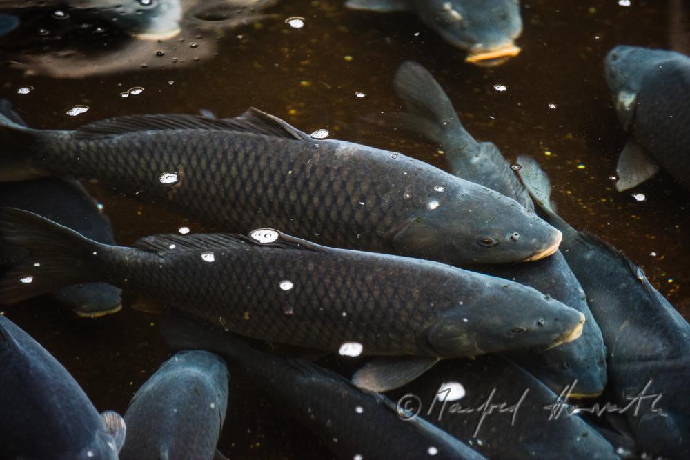 carps in the water basin of the baroque fish tank
