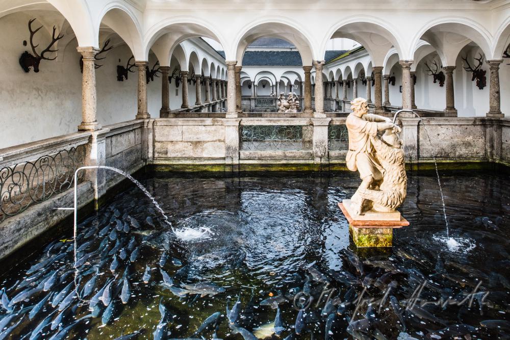 baroque statue of David at the fish tank
