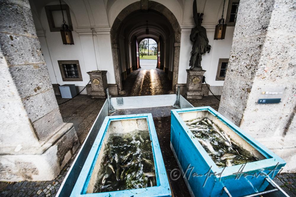 fish transport through the door of the monastery