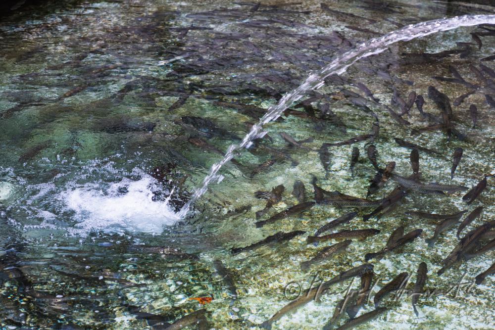 trouts in the water basin of the baroque fish tank