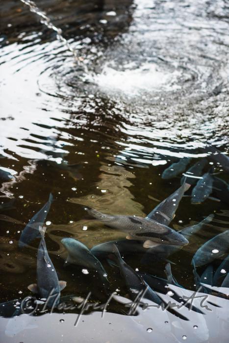 carps in the water basin of the baroque fish tank