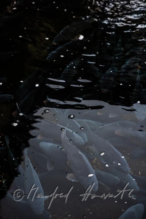 carps in the water basin of the baroque fish tank