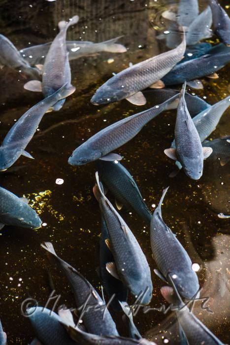 carps in the water basin of the baroque fish tank