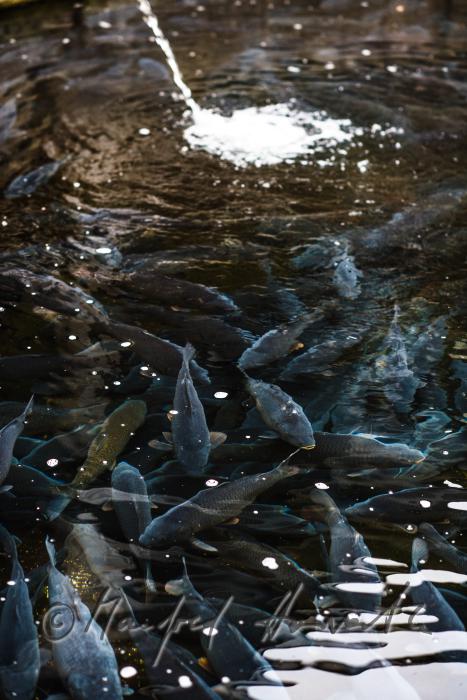 carps in the water basin of the baroque fish tank