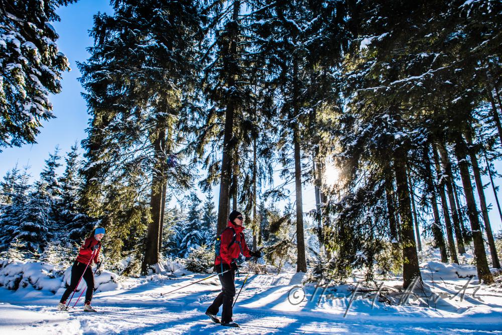 nordic skiers in the cross-country ski trail of a forest