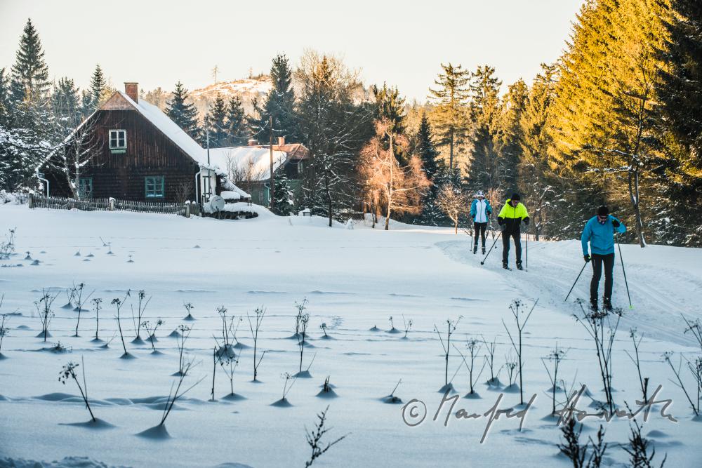 nordic skiers in the cross-country ski trail of a forest
