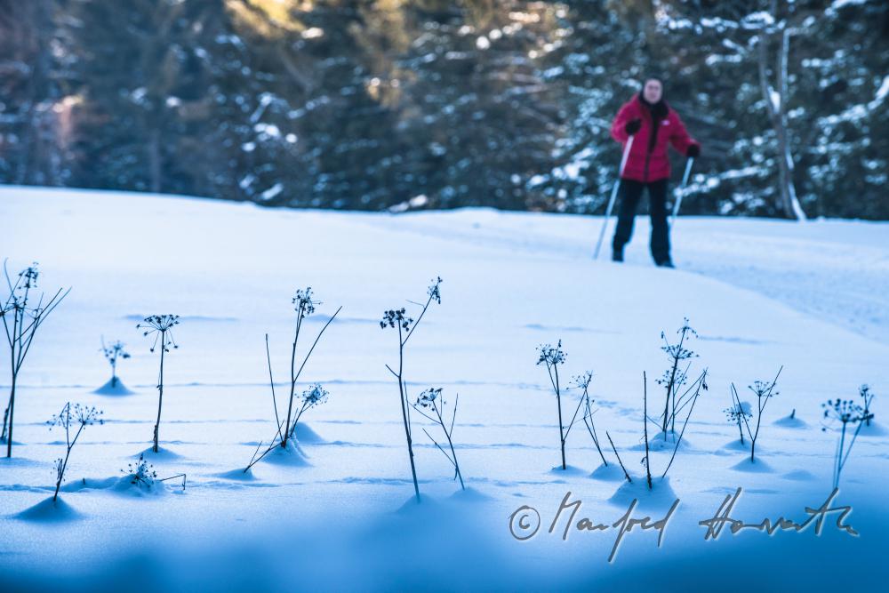 nordic skiers in the cross-country ski trail of a forest