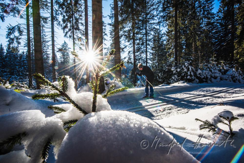 nordic skiers in the cross-country ski trail of a forest