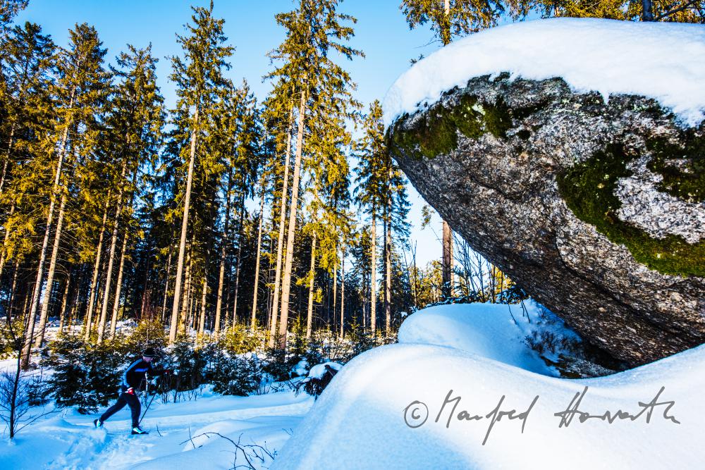 nordic skiers in the cross-country ski trail of a forest