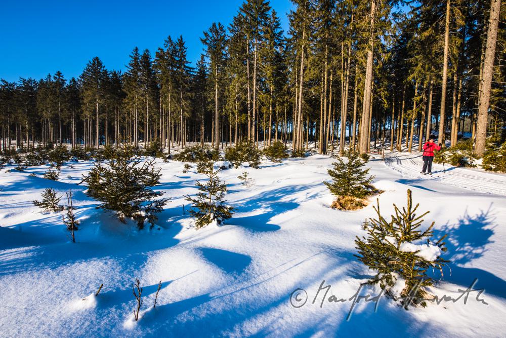 nordic skiers in the cross-country ski trail of a forest