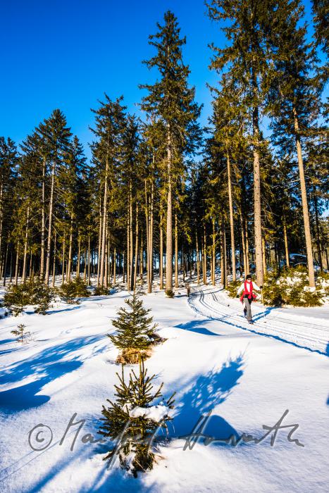nordic skiers in the cross-country ski trail of a forest