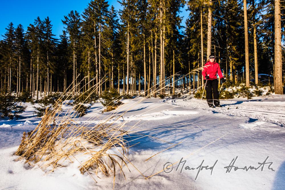 nordic skiers in the cross-country ski trail of a forest