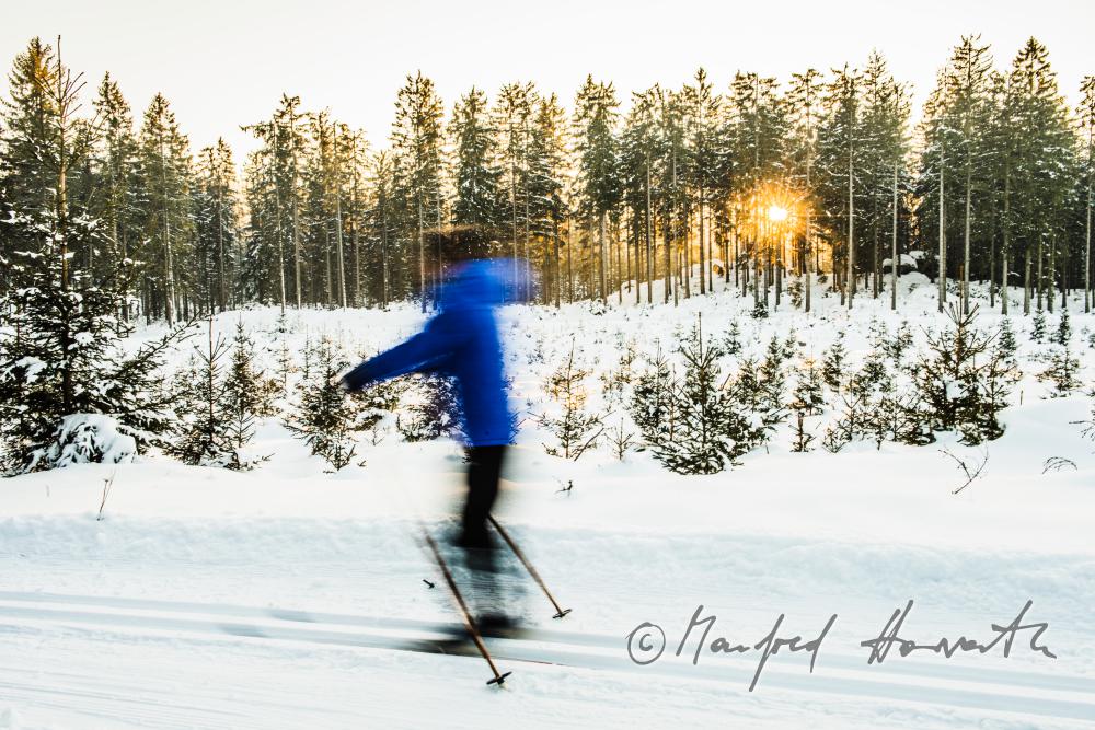 nordic skiers in the cross-country ski trail of a forest