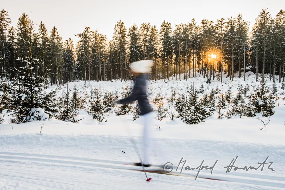 nordic skiers in the cross-country ski trail of a forest