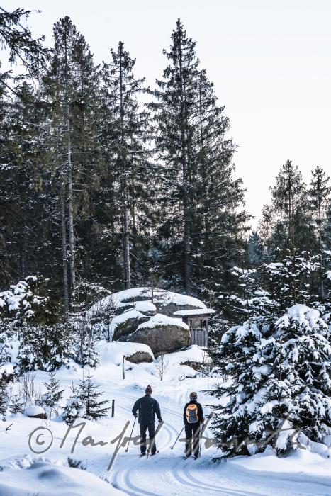 nordic skiers in the cross-country ski trail of a forest