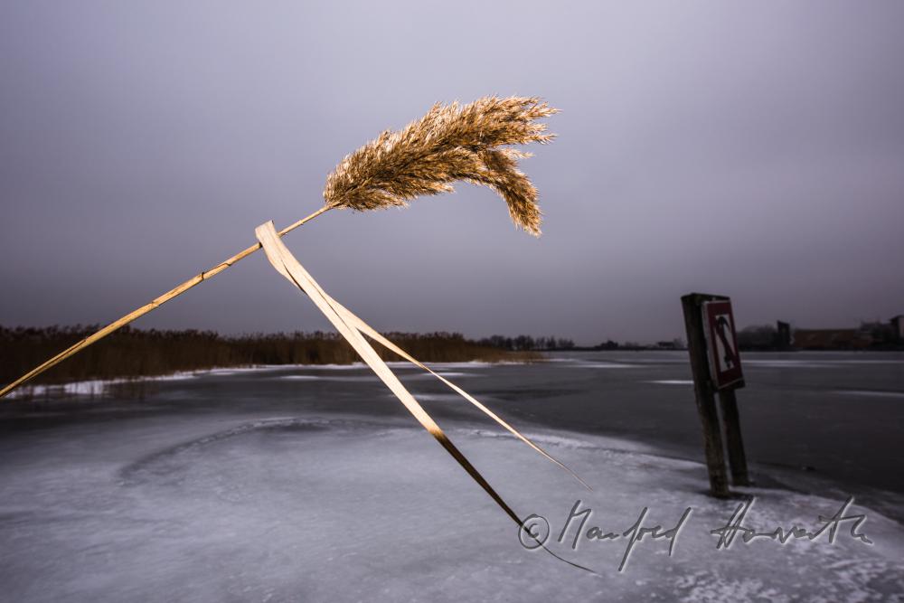 reed and ice on the beach of Podersdorf