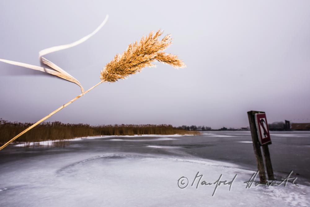 reed and ice on the beach of Podersdorf