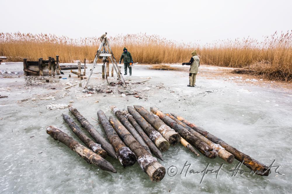 pulling out rotten pickets from the frozen lake
