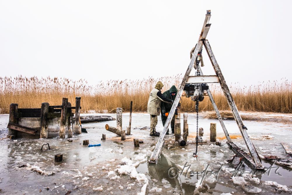 pulling out rotten pickets from the frozen lake