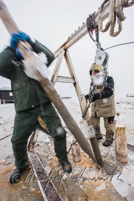 pulling out rotten pickets from the frozen lake